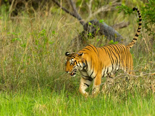 Bengal Tiger In Chitwan 1