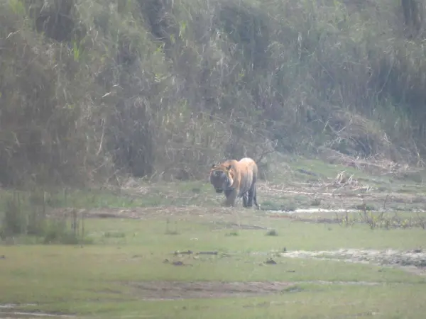 Bengal Tiger In Chitwan