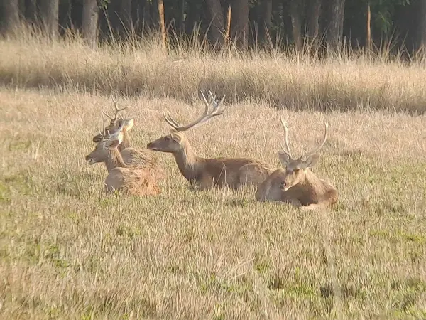Deer In Bardia