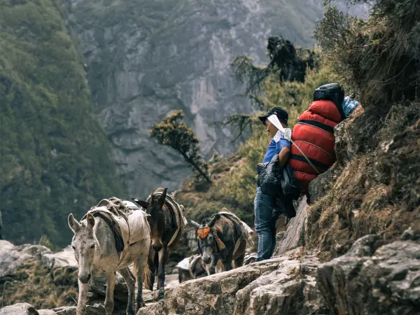 Horse In Everest Trail