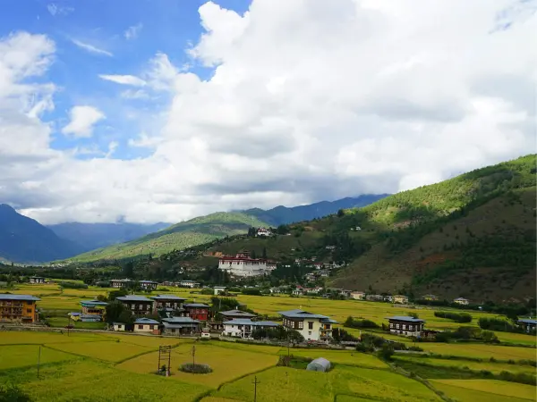 Rice Field In Bhutan