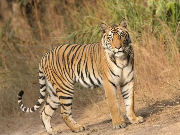 Royal Bangal Tiger
