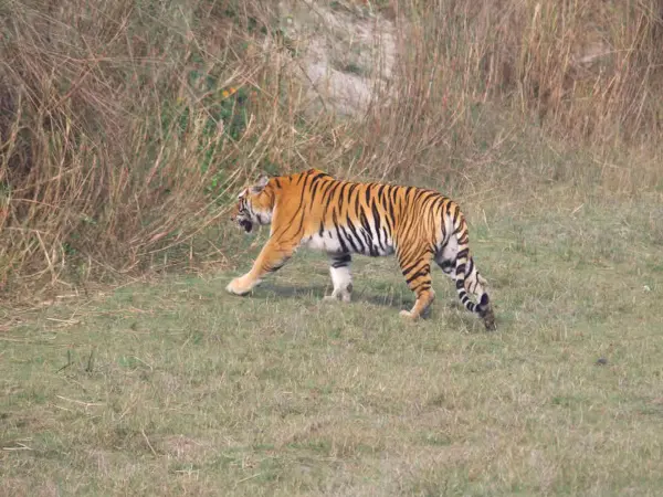 Royal Bengal Tiger In Bardi
