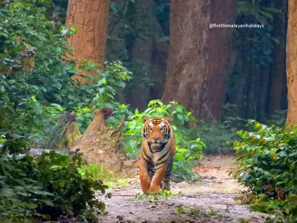 Royal Bengal Tiget In Bardia