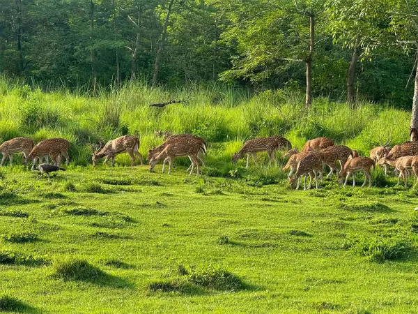 Wildlife Safari In Chitwan