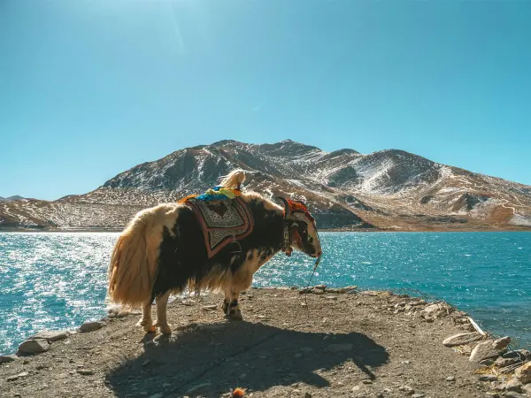 Yak