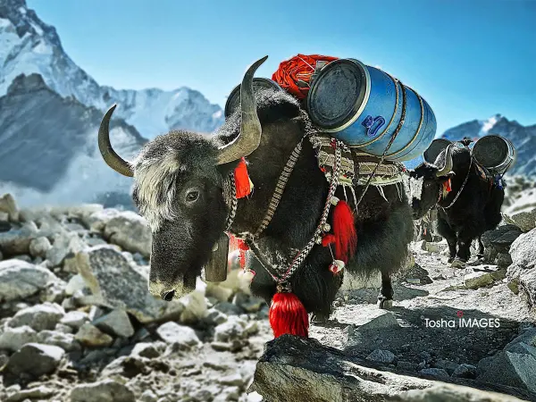 Yaks In The Everest