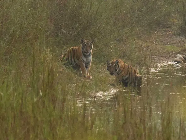 Zoomed Capture Bengal Tiger